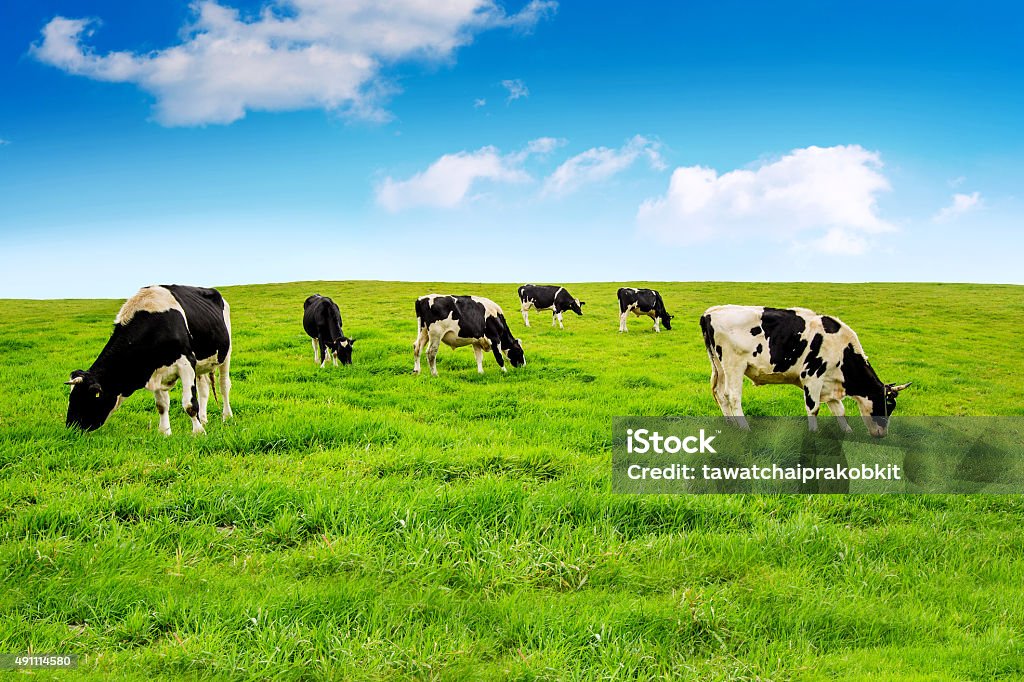 cows on a green field.